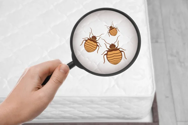 Woman Magnifying Glass Detecting Bed Bugs Mattress Top View — Stock Photo, Image