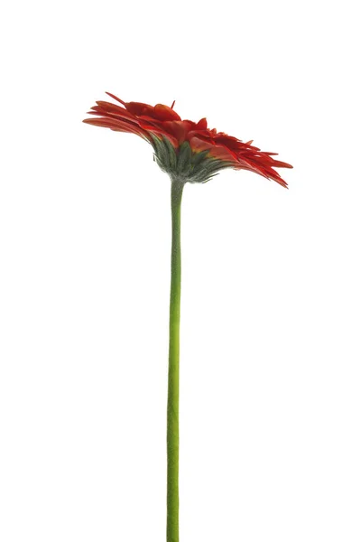 Vacker Röd Gerbera Blomma Vit Bakgrund — Stockfoto