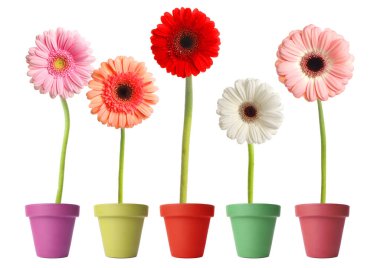 Beyaz arka planda saksılarda çiçek açan renkli Gerbera çiçekleri, pankart tasarımı