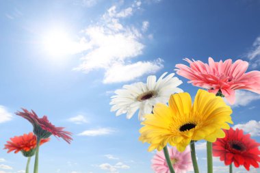 Güneşli bir günde mavi gökyüzünün altında bir sürü renkli Gerbera çiçeği