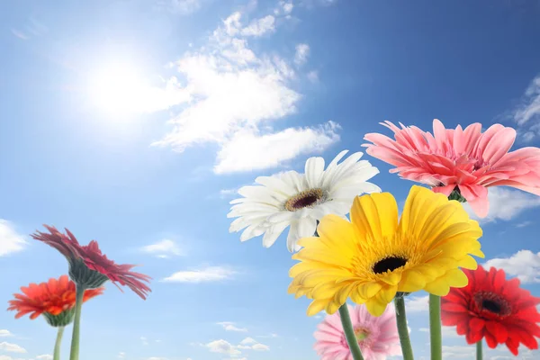 Många Färgglada Gerbera Blommor Blå Himmel Solig Dag — Stockfoto