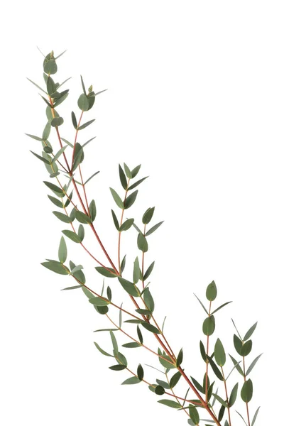 白に孤立した新鮮な葉を持つユーカリの枝 — ストック写真