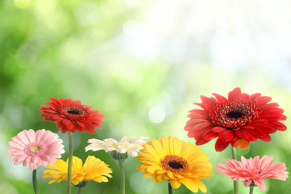 Hermosas Flores Gerberas Coloridas Aire Libre Día Soleado Efecto Bokeh — Foto de Stock