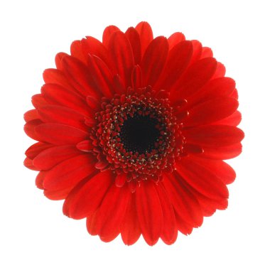Güzel kırmızı gerbera çiçek beyaz arka plan üzerinde