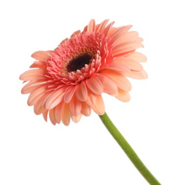güzel pembe gerbera çiçek üzerinde beyaz izole