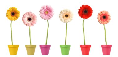 Beyaz arka planda saksılarda çiçek açan renkli Gerbera çiçekleri, pankart tasarımı