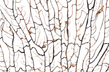 Beyaz arka planda dallanan güzel egzotik mercanların yakın görüntüsü