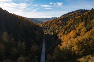 Güzel sonbahar ormanlarında yol manzarası