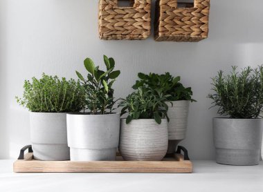 Beyaz masa içerisindeki farklı aromatik saksılar.