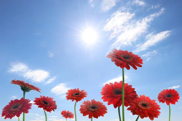 Muchas Flores Gerberas Rojas Bajo Cielo Azul Día Soleado —  Fotos de Stock