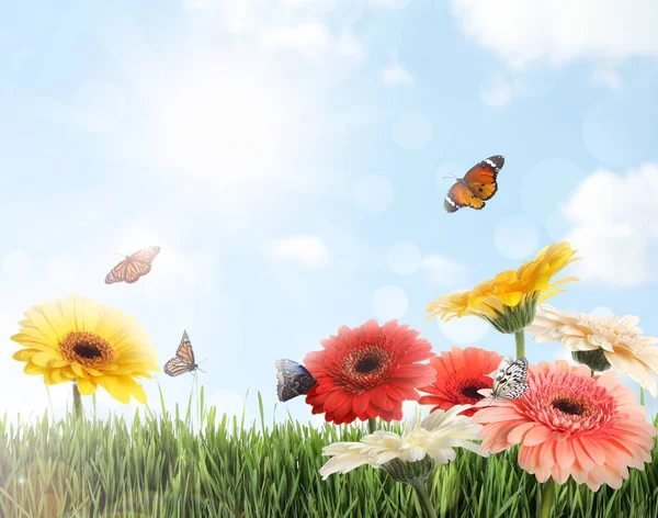 Renkli Gerbera Çiçekleri Güneşli Bir Günde Kelebeklerle Güzel Yeşil Çayır — Stok fotoğraf
