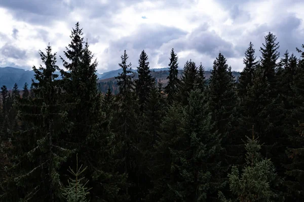 Вид Воздуха Красивый Зеленый Лес Горах Осенний День — стоковое фото