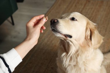 Evdeki sevimli köpeğe kemik şeklinde hap veren kadın, yakın plan. Hayvan için vitaminler