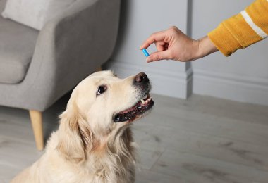 Evdeki sevimli köpeğe hap veren bir kadın, yakın plan. Hayvan için vitaminler