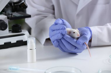 Kimya laboratuvarında fareli bir bilim adamı, yakın plan. Hayvan testleri