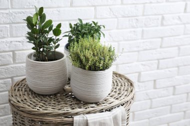 Beyaz tuğla duvarın yanında hasır sepetin üzerinde farklı aromatik saksılar var.