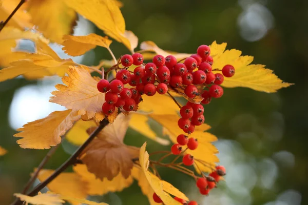 Rowan Tree Branch Red Berries Outdoors Closeup — Stock Photo, Image