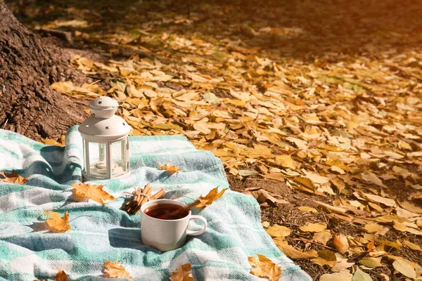 Plaid Mit Tasse Tee Zimt Und Laterne Neben Baum Park — Stockfoto