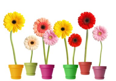 Beyaz arka planda saksılarda çiçek açan renkli Gerbera çiçekleri.