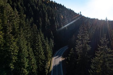Asfalt yolu güneşli bir günde kozalaklı ormanlarla çevrili. Drone fotoğrafçılığı
