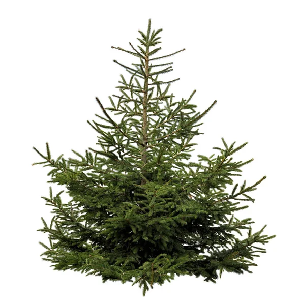 Schöne Tanne Isoliert Auf Weiß Weihnachtsbaum — Stockfoto