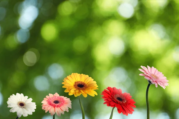 Hermosas Flores Gerberas Coloridas Aire Libre Día Soleado Efecto Bokeh —  Fotos de Stock