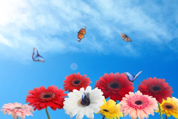 Muchas Flores Gerberas Coloridas Mariposas Bajo Cielo Azul Día Soleado —  Fotos de Stock