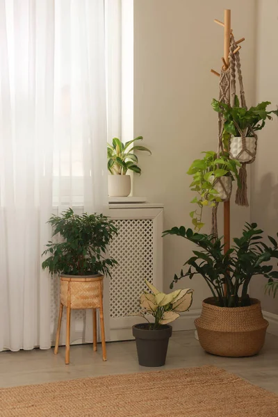窓の近くに美しい観葉植物とスタイリッシュな部屋のインテリア — ストック写真