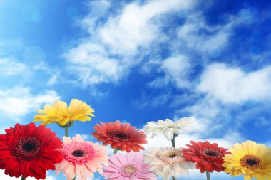 Güneşli bir günde mavi gökyüzünün altında bir sürü renkli Gerbera çiçeği