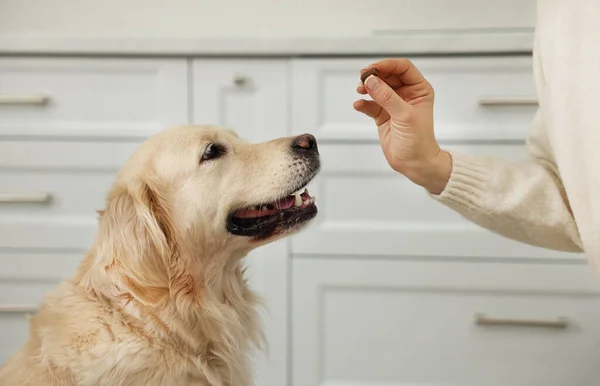 Woman Giving Pill Cute Dog Home Closeup Vitamins Animal — Stock Photo, Image