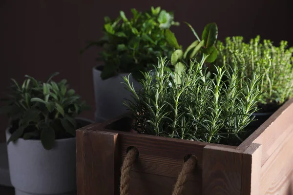 Different Aromatic Herbs Growing Pots Indoors — Stock Photo, Image