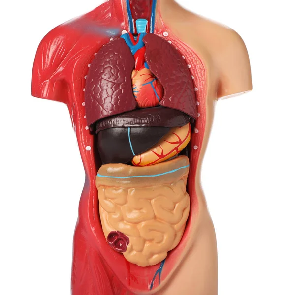 Manequim Anatomia Humana Mostrando Órgãos Internos Isolados Branco — Fotografia de Stock