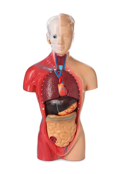 Mänsklig Anatomi Skyltdocka Visar Inre Organ Isolerade Vitt — Stockfoto
