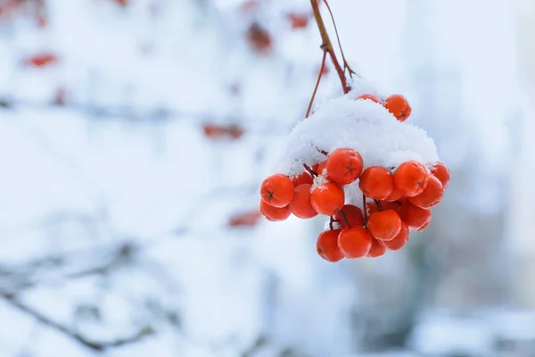 Bagas Rowan Vermelhas Galho Árvore Coberto Com Neve Livre Dia — Fotografia de Stock