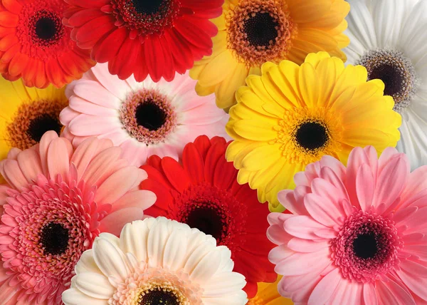 Veel Verschillende Mooie Gerbera Bloemen Als Achtergrond — Stockfoto