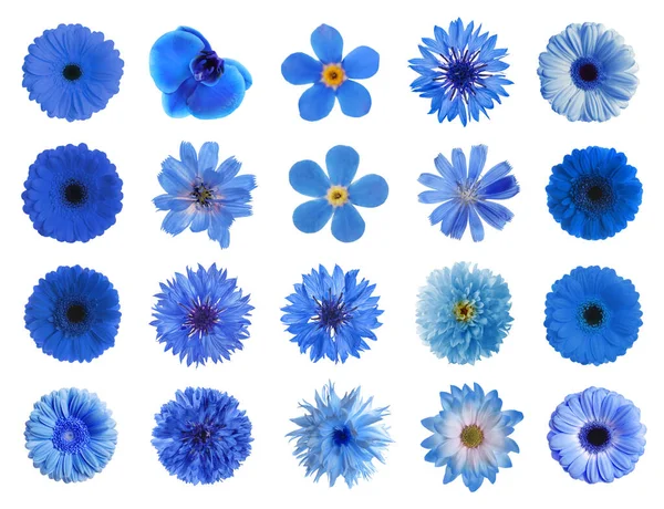 Set Mit Verschiedenen Schönen Blauen Blumen Auf Weißem Hintergrund — Stockfoto