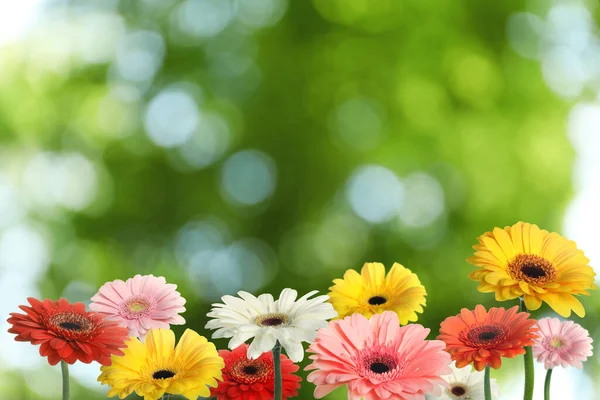 Mooie Kleurrijke Gerbera Bloemen Buiten Zonnige Dag Bokeh Effect — Stockfoto