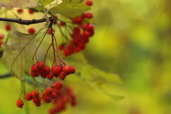 Rowan Tree Branch Red Berries Outdoors Closeup Space Text — Stock Photo, Image