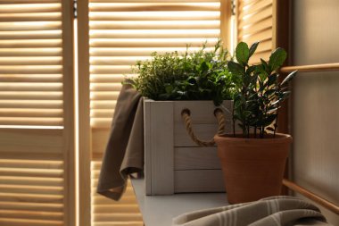 İçerideki ahşap masada farklı saksı bitkileri var.