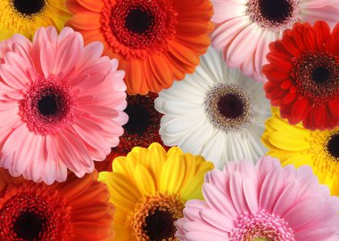 Arka plan olarak bir sürü güzel Gerbera çiçeği