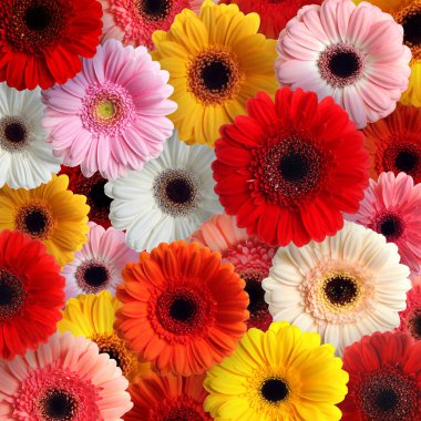 Arka plan olarak bir sürü güzel Gerbera çiçeği