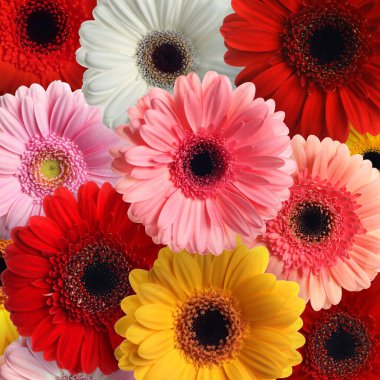 Arka plan olarak bir sürü güzel Gerbera çiçeği
