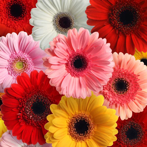 Veel Verschillende Mooie Gerbera Bloemen Als Achtergrond — Stockfoto