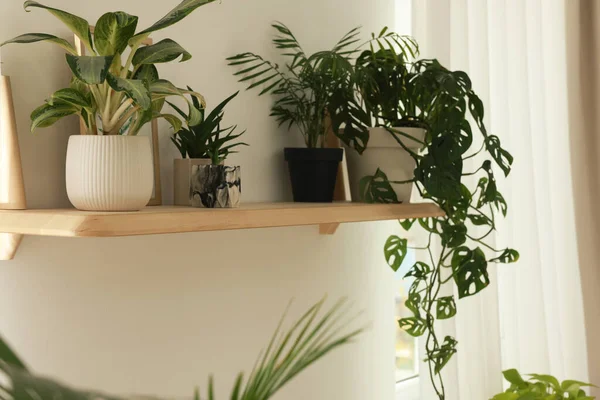 Bonitas Plantas Sala Verdes Prateleira Madeira Dentro Casa Design Interiores — Fotografia de Stock