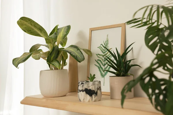 Beautiful Green Houseplants Picture Wooden Shelf Indoors Interior Design — Stock Photo, Image