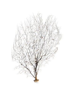 Güzel dallanan mercan beyaz üzerine izole edilmiş.