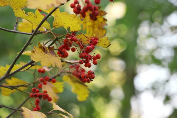 赤い果実が屋外にあるローワンの木の枝 閉じます テキストのスペース — ストック写真