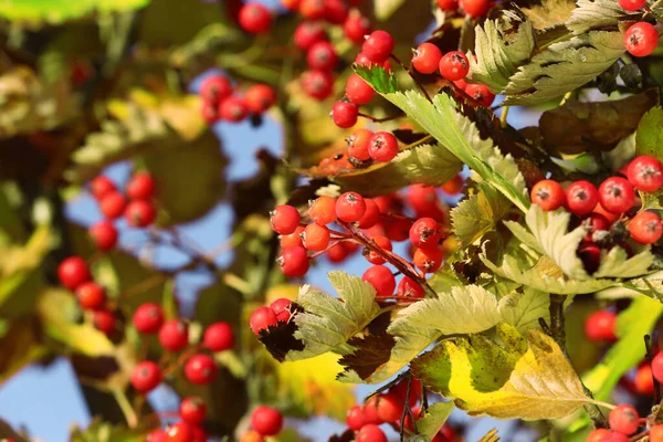 Rowan Tree Branches Red Berries Outdoors Sunny Day Closeup Space — Stock Photo, Image