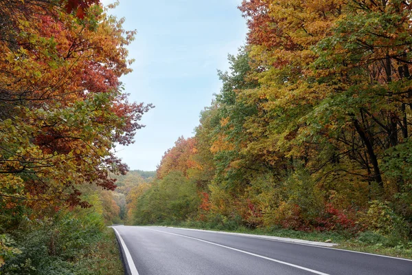 Gyönyörű Kilátás Aszfalt Autópálya Megy Keresztül Őszi Erdő — Stock Fotó