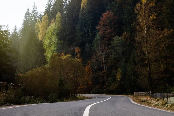 Piękny Widok Asfaltową Autostradę Bez Transportu Pobliżu Lasu Iglastego Jesienny — Zdjęcie stockowe